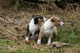 BULL TERRIER MINIATURE 233